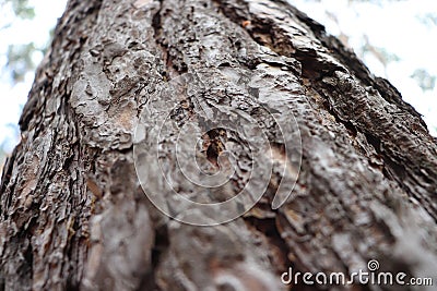 Landscape tree pine natural fall Stock Photo