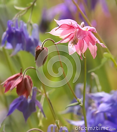 Pleasant Pastels Pink Columbine Glowing With Soft Focus Purple in Background Stock Photo