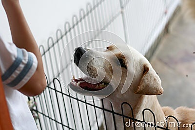 Please adopt me! Stock Photo