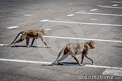 Please beware Monkey cross the Road, Concept saving Animals Stock Photo