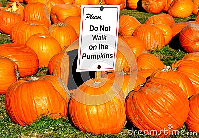 Please do not walk on the pumpkins notice Stock Photo