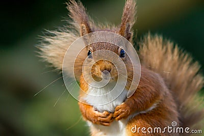 Please sir can I have some more nuts Stock Photo