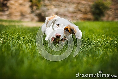 Pleased and happy dog eating meat on bone lying on green grass Stock Photo