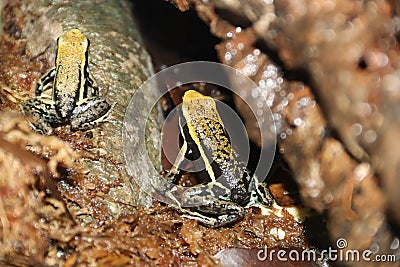 Pleasing poison dart frogAmeerega bassleri 1 Stock Photo