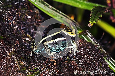 PLEASING POISON FROG epipedobates bassleri, ADULTE, PEROU Stock Photo