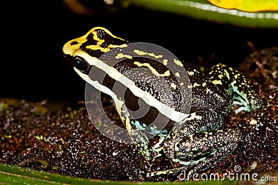 PLEASING POISON FROG epipedobates bassleri, ADULTE, PEROU Stock Photo