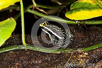 PLEASING POISON FROG epipedobates bassleri, ADULTE, PEROU Stock Photo