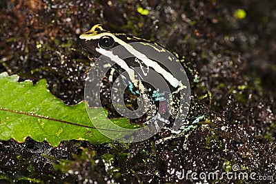 DENDROBATE DE BASSLER epipedobates bassleri Stock Photo