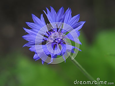 Pleasing to the eye blue cornflower. Blue Cornflower centaurea. Stock Photo