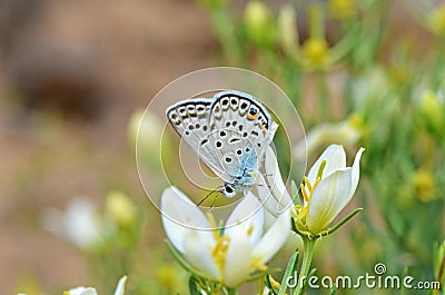 Plebejus loewii , the large jewel blue butterfly on flower Stock Photo