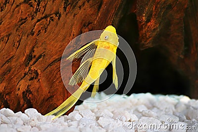 Pleco catfish albino Bristle-nose pleco gold Ancistrus dolichopterus Plecostomus aquarium fish Stock Photo