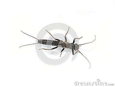 Plecoptera stonefly fish bait insect Stock Photo