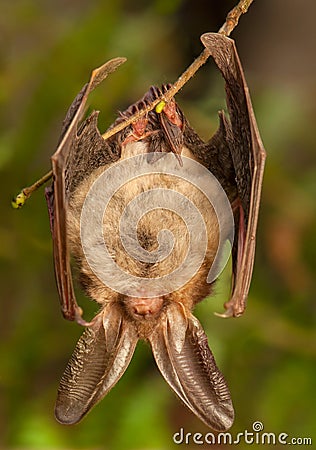 Plecotus auritus Stock Photo