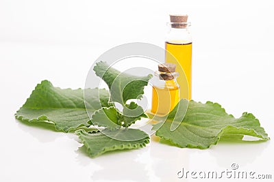 Plectranthus amboinicus with oil. Stock Photo