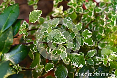 Plectranthus coleoides Marginatus or White Edged Swedish Ivy leaf close up Stock Photo