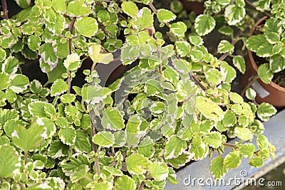 Plectranthus Coleoides plants in the garden Stock Photo