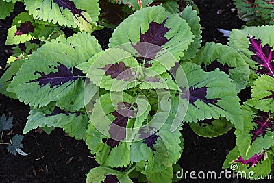 Plectranthus scutellarioides flame nettle Stock Photo