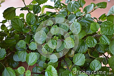 Plectranthus verticillatus, fresh green leaves Stock Photo