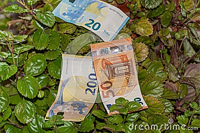 Plectranthus verticillatus money plant with 20, 50 and 200 euro money bills Stock Photo