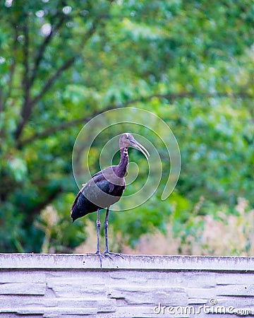 The Plegadis falcinellus bird on the fence. Stock Photo