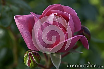 the pleiad of flowers has been starting with roses for centuries Stock Photo
