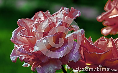 the pleiad of flowers has been starting with roses for centuries Stock Photo