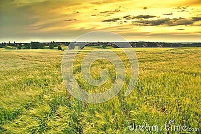 Plentiful fields in the countryside Stock Photo