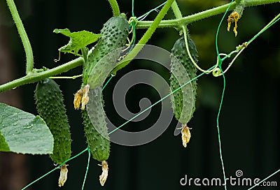 A plentiful harvest of cucumbers in the garden. On a dark natural background Stock Photo