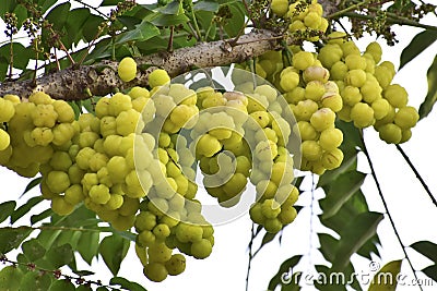 Plenty amla fruits Stock Photo