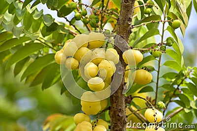 Plenty amla fruits in rainy season Stock Photo