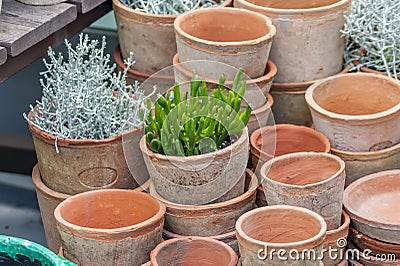 Plenty of clay flower pots - empty and with plants on wooden shelf Stock Photo