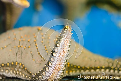 Plenty of cushion starfish on a sandy ocean floor. Stock Photo