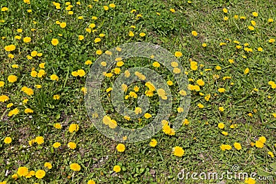 Plenty of flowering dandelions in the grass in spring Stock Photo