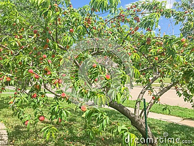 Plenty of fruits on peach tree at front yard near pathway of residential house in Coppell, Texas, USA Stock Photo