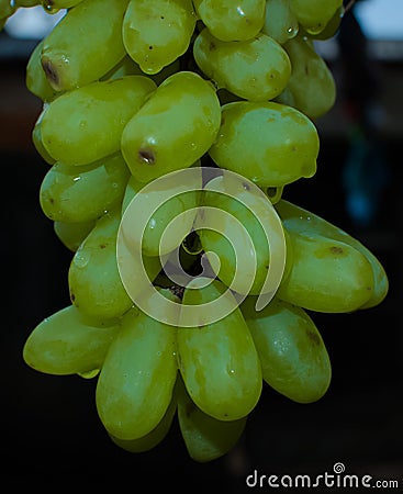 Plenty of Green Grapes Looking Fresh & Attractive. Image 3. Stock Photo