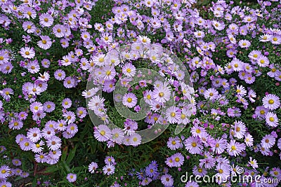 Plenty of light pink flowers of Michaelmas daisies Stock Photo