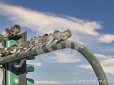 plenty pigeon on top a traffic light Stock Photo