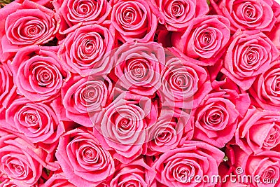 Plenty pink natural roses seamless background Stock Photo