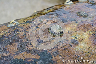 Plenty of shellfishes sticked on the rock Stock Photo