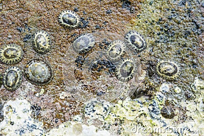 Plenty of shellfishes sticked on the stone at the beach Stock Photo