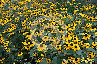 Plenty of yellow flowers of Rudbeckia triloba Stock Photo