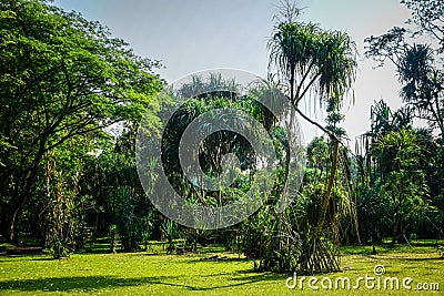 Pleomele agave tree exotic tree from rainforest in bogor indonesia Stock Photo