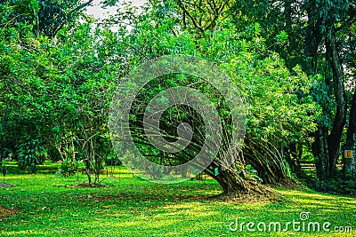 Pleomele agave tree with name board on the trunk with green leaf and grass in bogor indonesia Stock Photo