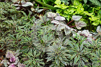 Plerandra elegantissima formerly called Schefflera and Dizygotheca, an evergreen tree plant. Indoor plants in flower pots, Stock Photo