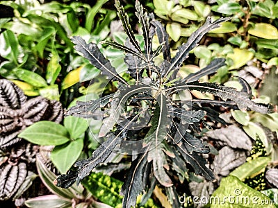 Plerandra elegantissima plant - close up Stock Photo