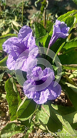 Pletekan, flower, purple, garden, green Stock Photo