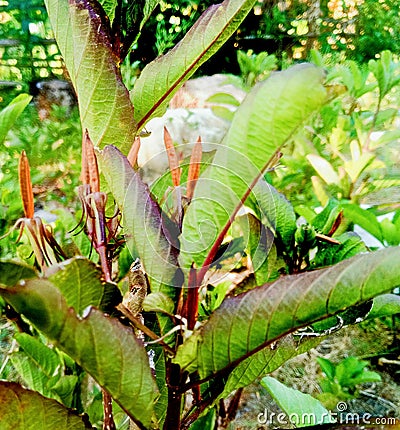 Pletekan or purple golden leaf herbal plant. has a function as a herbal medicine Stock Photo