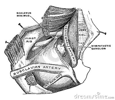 Pleura, vintage illustration Vector Illustration