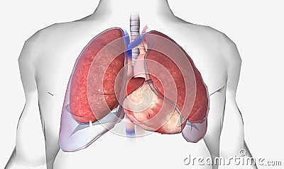 Pleural effusion is a lung condition characterized by fluid buildup outside the lungs Stock Photo