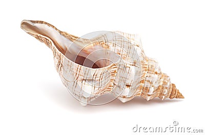 Pleuroploca trapezium, trapezium horse conch Stock Photo